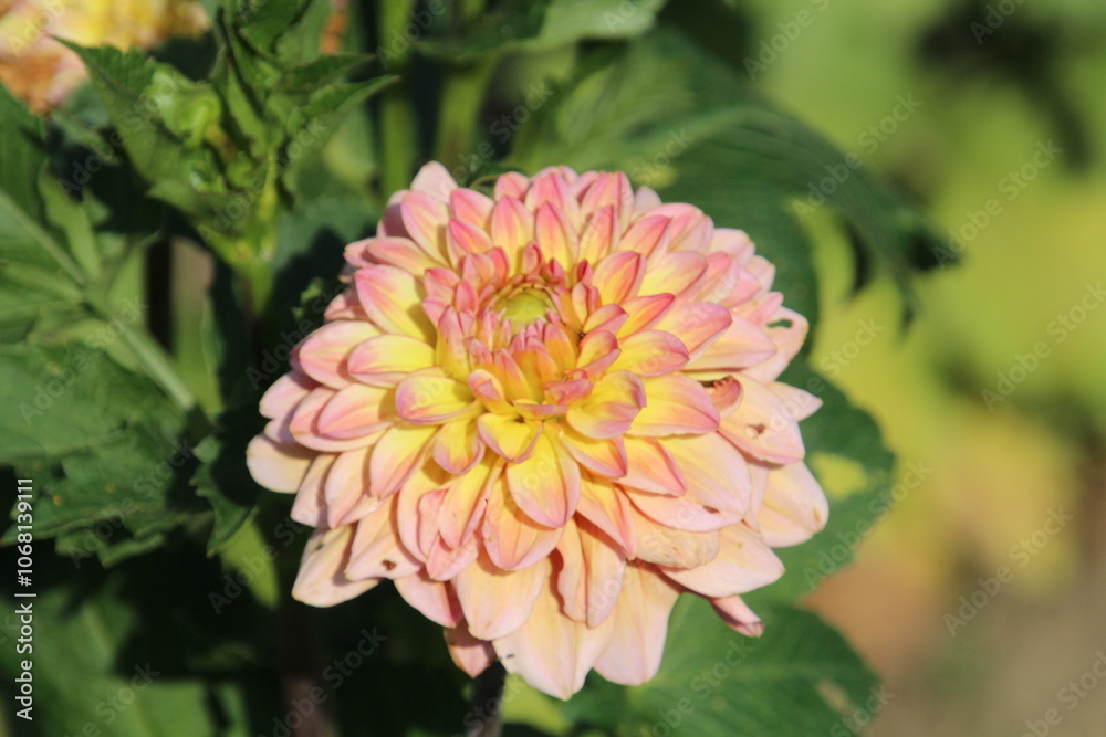dahlia in the garden dahlia in the garden