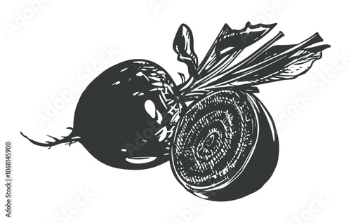 Composition of a whole beetroot and a half. Line sketch in the style of engraving. Root vegetable rich in glands. Vector sketch in black ink.