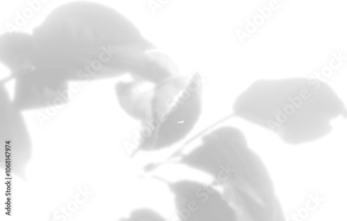 The shadow of the leaves of a flower on a white wall. Black and white image for photo overlay or mockup