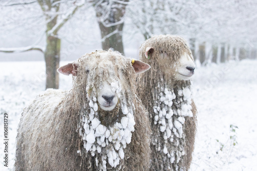 cold sheep