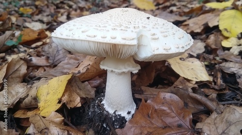 Whispering secrets of the woods this white mushroom stands out