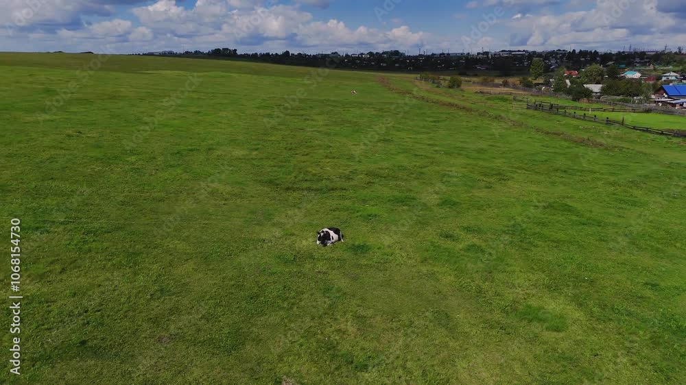 a cow on a leash grazes in a green meadow a cow on a leash grazes in a green meadow