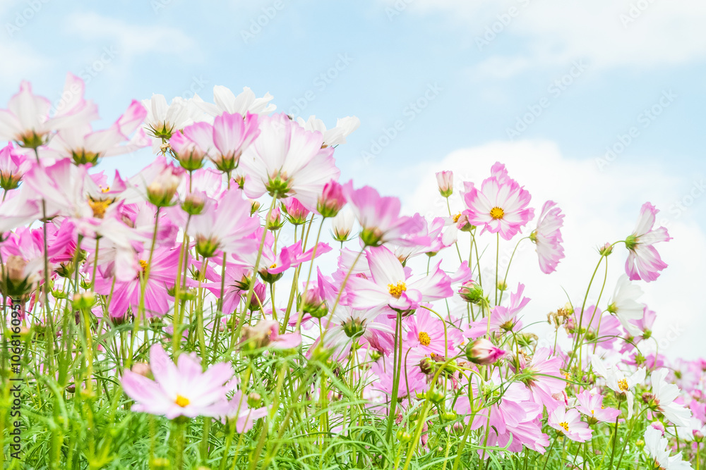 Pink cosmos flowers with blue sky,Landscape of nature background and beautiful pink and white cosmos flower field,blooming cosmos flower in the garden. Pink cosmos flowers with blue sky,Landscape of nature background and beautiful pink and white cosmos flower field,blooming cosmos flower in the garden.