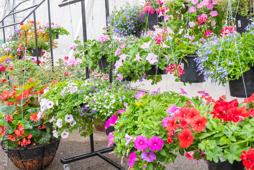 Wallpaper Mural Flowers hanging in plastic pots in nursery garden,Potted flowers and plants in flower shop, plants in the interior of greenhouse,Home gardening tropical flower,Selective focus,copy space. Torontodigital.ca