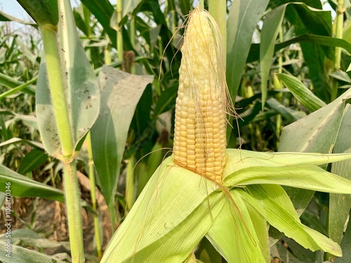 Sweet Corn. Male hands Moving husking an ear of sweet corn. Fresh delicious corn. Beautiful Slow Motion 4K Footage.	