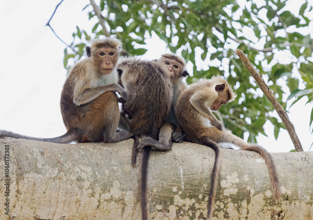 Fototapeta premium Monkey family on tree branch, Asian monkeys 