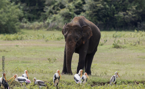 elephant in Udawalawe National park, Birds foreground  photo