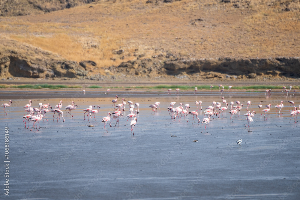 Naklejka premium Flock of flamingos in water with mountains in background, Lake Natron, Tanzania