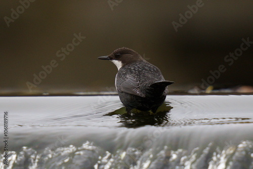 A small dark brown bird stands in the water. The white-throated dipper (Cinclus cinclus), also known as the European dipper or just dipper, is an aquatic passerine bird 