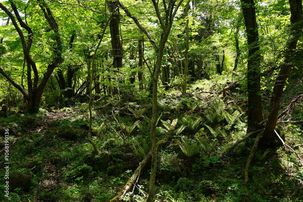 fresh ferns in spring sunlight fresh ferns in spring sunlight