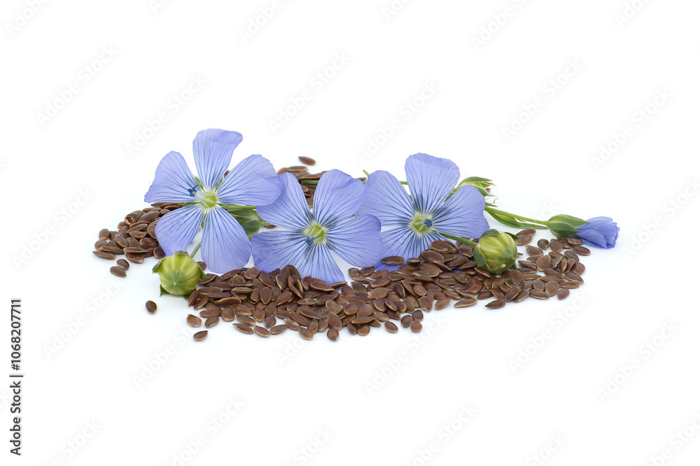 Flax (linseed) flower and seeds over white background Flax (linseed) flower and seeds over white background