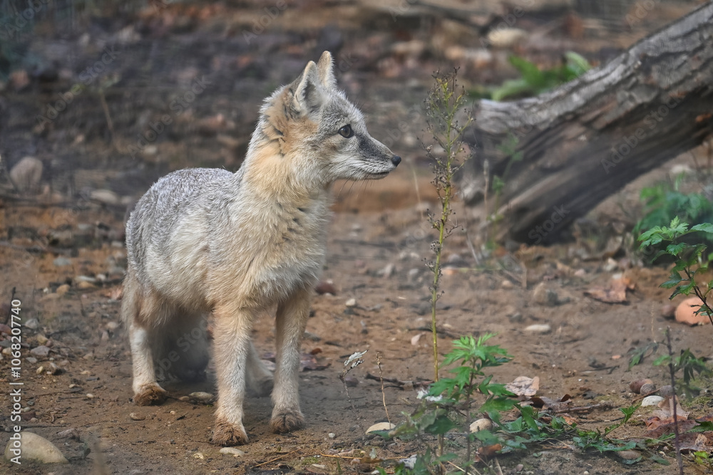 Corsac fox in natural habitats among forest vegetation Corsac fox in natural habitats among forest vegetation