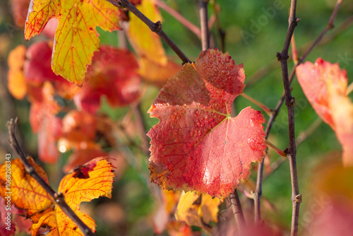 close-up view of a beautiful red leaf of a vine growing in a field in autumn