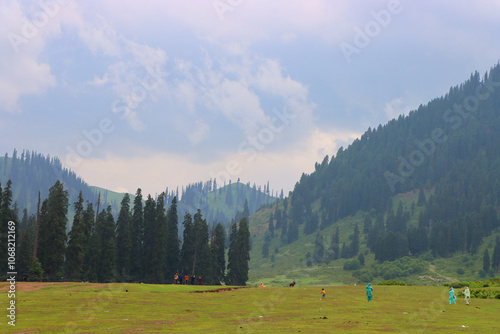 Open grassy meadow with distant mountains, surrounded by tall pine trees