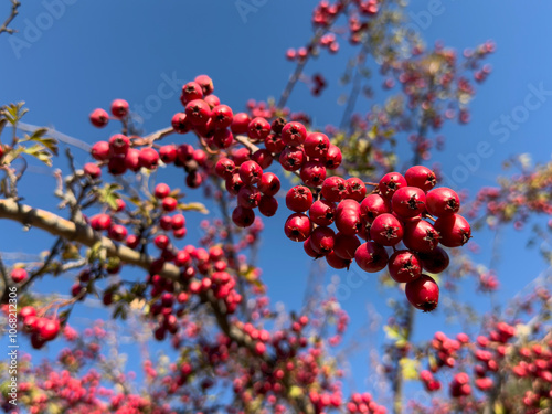 The fertile season of natural cranberry fruit is harvest time and maturity photo