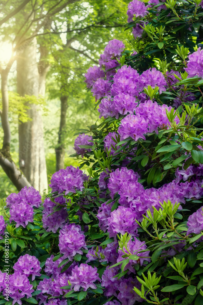 Purple rhododendron blossoms in a spring forest Purple rhododendron blossoms in a spring forest