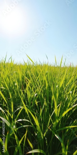 Vibrant and refreshing lush green grass meadow under bright sunlight, vibrant, horizontal