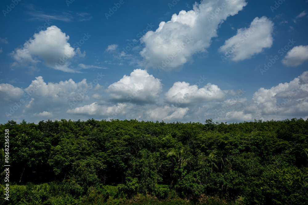 Blue sky with beautiful clouds and vast green trees in a tropical country Blue sky with beautiful clouds and vast green trees in a tropical country