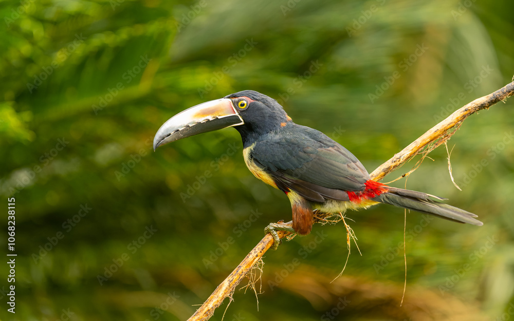 Fototapeta premium collared aracari, Halsbandarassari (Pteroglossus torquatus)