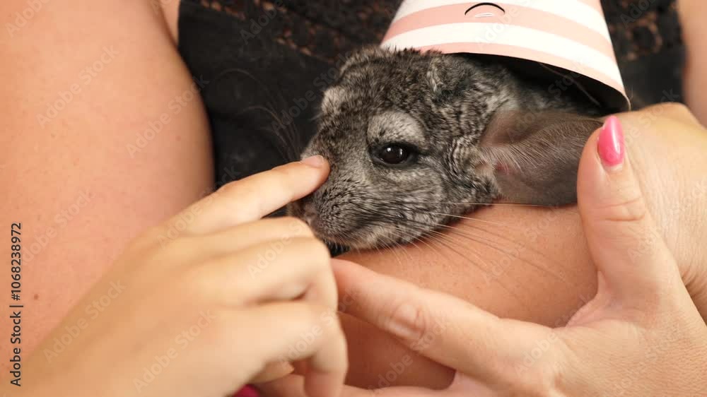 People care for and play with chinchillas. People care for and play with chinchillas.