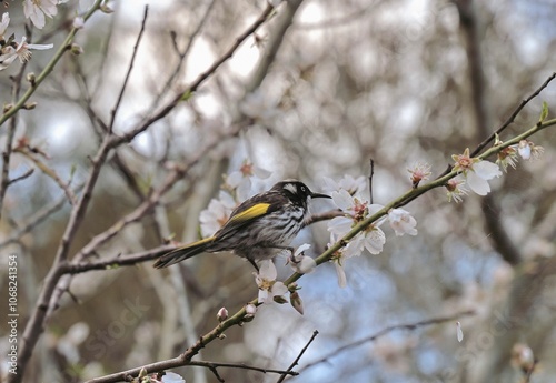 Australian honeyeater perched in a tree in Western Australia