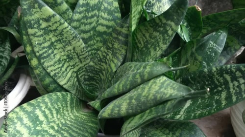 Sansevieria zeylanica or bowstring hemp is a snake plant, sturdy and hard, vividly green with gorgeous leaf stripes. It has the ability to purify the air around.