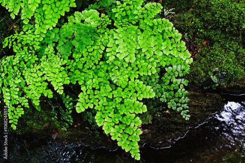 Maidenhair fern Adiantum Capillus Veneris  close up with rock and water photo