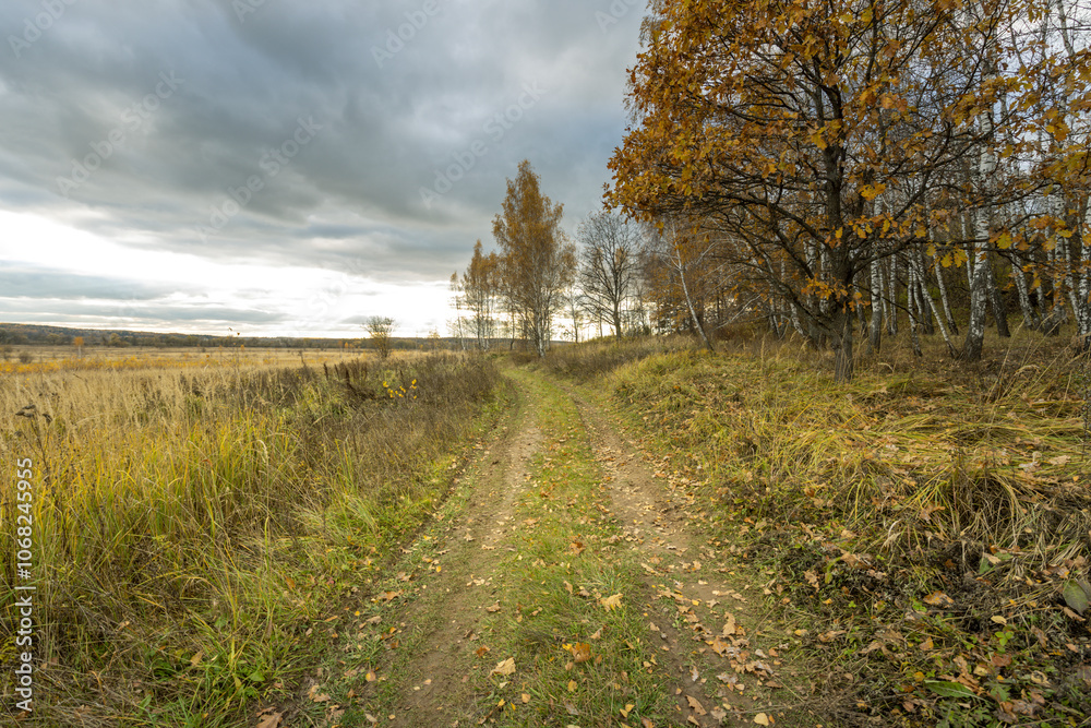 A road in a field with trees and leaves on the ground A road in a field with trees and leaves on the ground