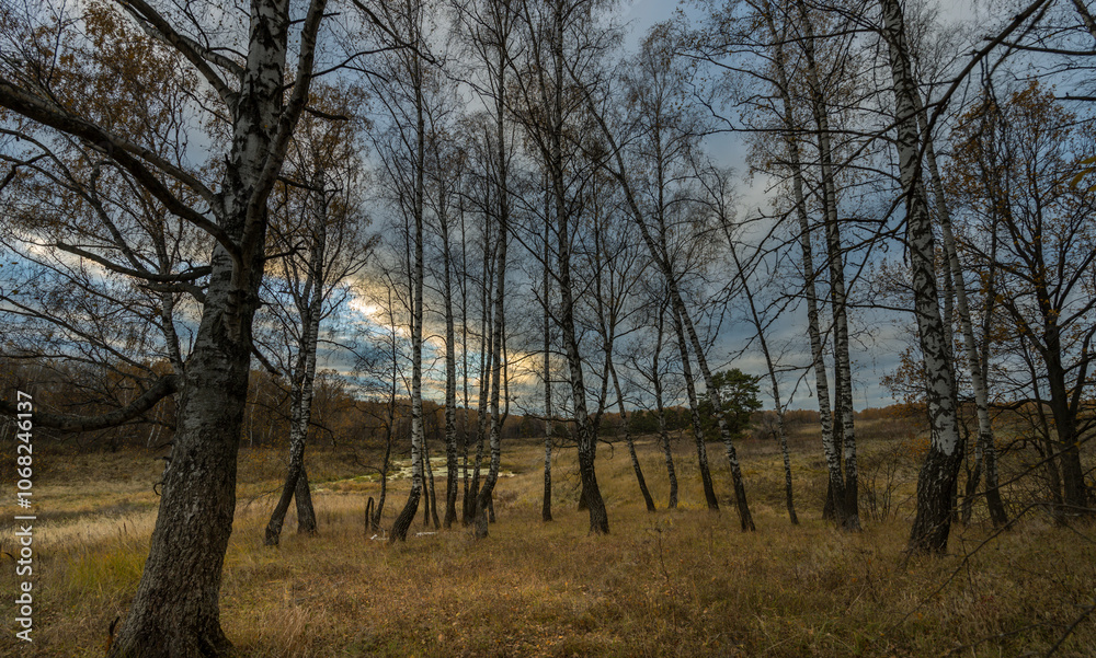 A forest with trees that are bare and brown A forest with trees that are bare and brown