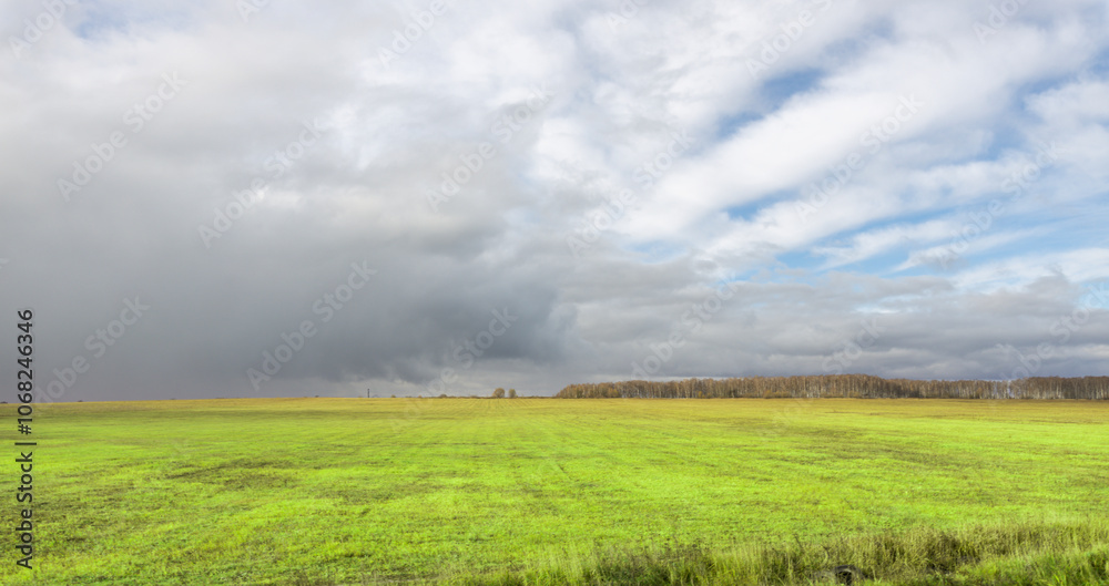 A field of grass with a cloudy sky in the background