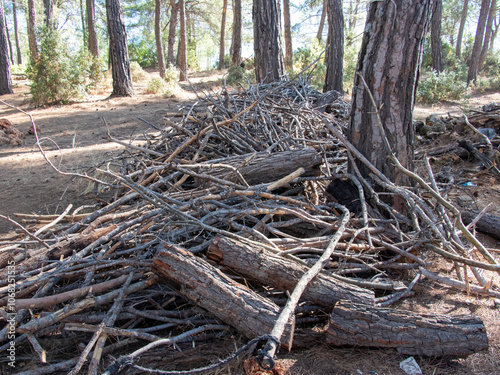 roots in the forest