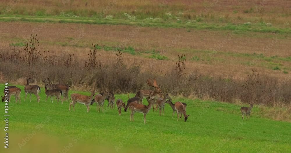A serene meadow scene featuring a herd of deer grazing peacefully on vibrant green grass, set against a backdrop of warm-toned, wild vegetation on a gentle slope. A serene meadow scene featuring a herd of deer grazing peacefully on vibrant green grass, set against a backdrop of warm-toned, wild vegetation on a gentle slope.