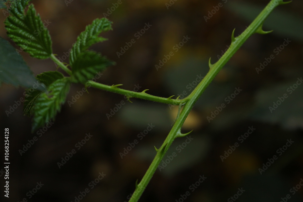 A spiky plant with sharp thorns on its stems creates a sense of protection and stands out with its unique texture.
A spiky plant with sharp thorns on its stems creates a sense of protection and stands out with its unique texture.