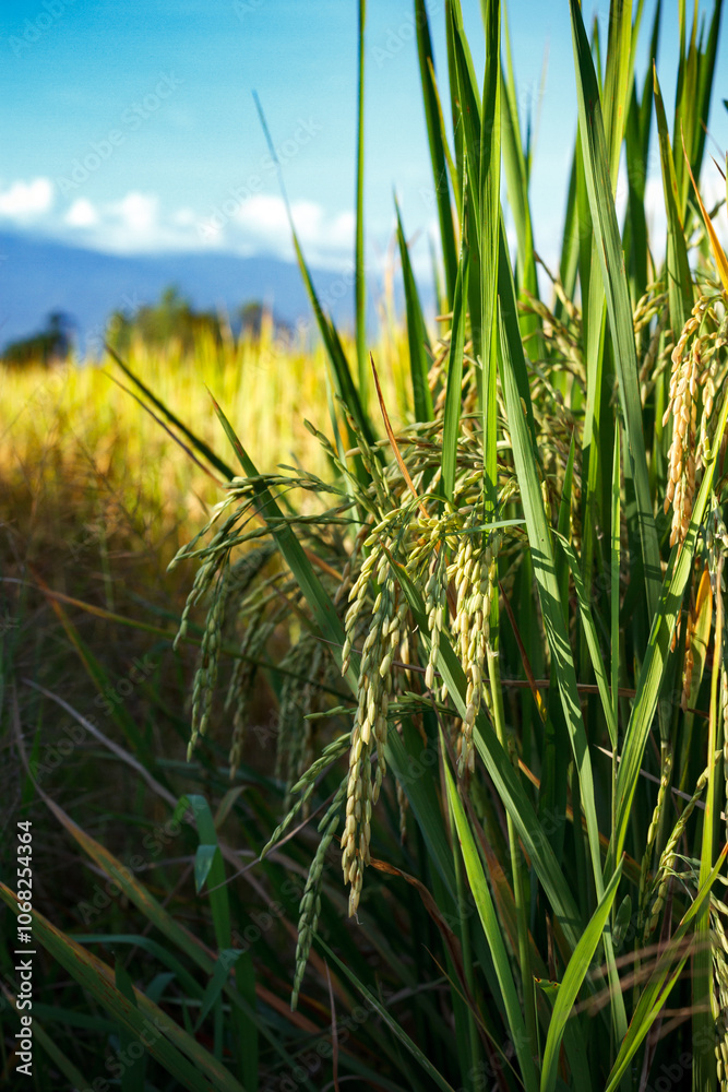 Fototapeta premium Close-up of rice grains in a green rice field with bright blue sky and sunlight.