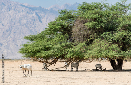 Under acacia tree are resting Antelope Arabian white oryx (Oryx dammah), it inhabits native environments of Sahara desert, recently introduced into nature reserves of the Middle East

