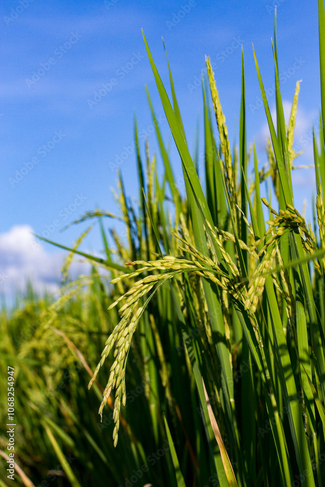 Fototapeta premium Close-up of rice grains in a green rice field with bright blue sky and sunlight.