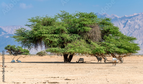 Under acacia tree are resting Antelope Arabian white oryx (Oryx dammah), it inhabits native environments of Sahara desert, recently introduced into nature reserves of the Middle East

 photo