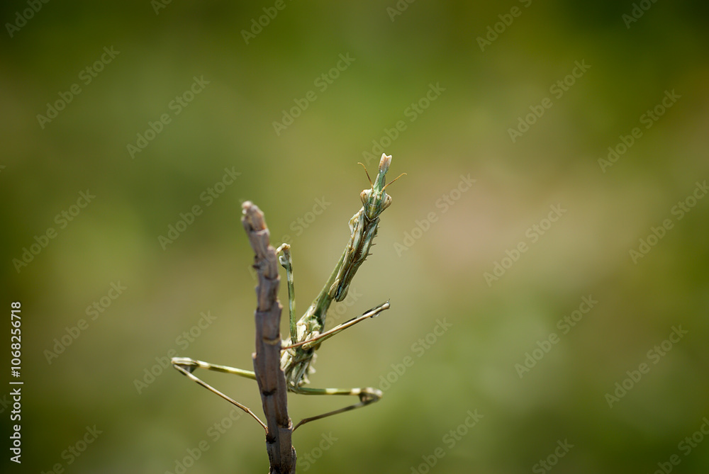 Praying Mantis macro detail shot