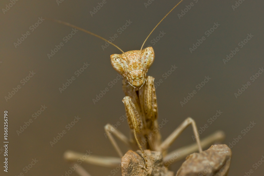 Praying Mantis macro detail shot Praying Mantis macro detail shot
