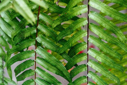 Close up shot of Nephrolepis biserrata Giant Sword fern leaves