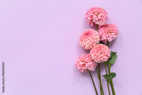 Beautiful pink dahlia flowe...
