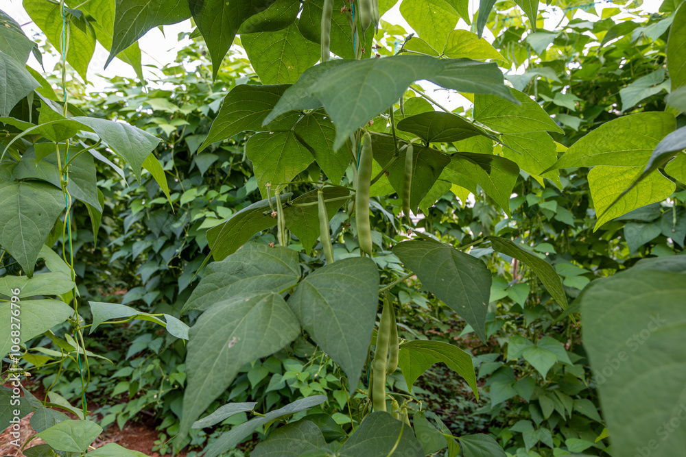 Organic green beans on the branch in the greenhouse of an organic farm.