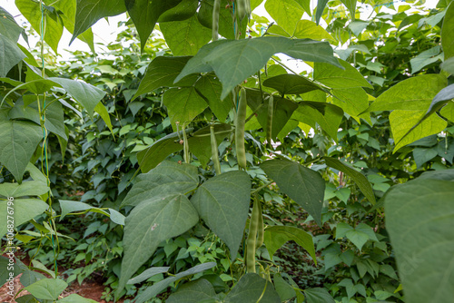Obraz na płótnie Organic green beans on the branch in the greenhouse of an organic farm. w salonie