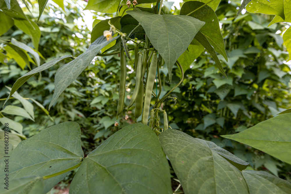 Organic green beans on the branch in the greenhouse of an organic farm.