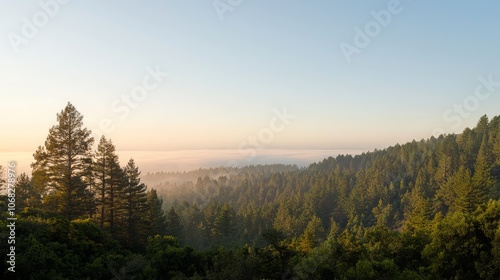 Tranquil Forest Sunrise with Soft Dawn Colors Peeking Through Trees