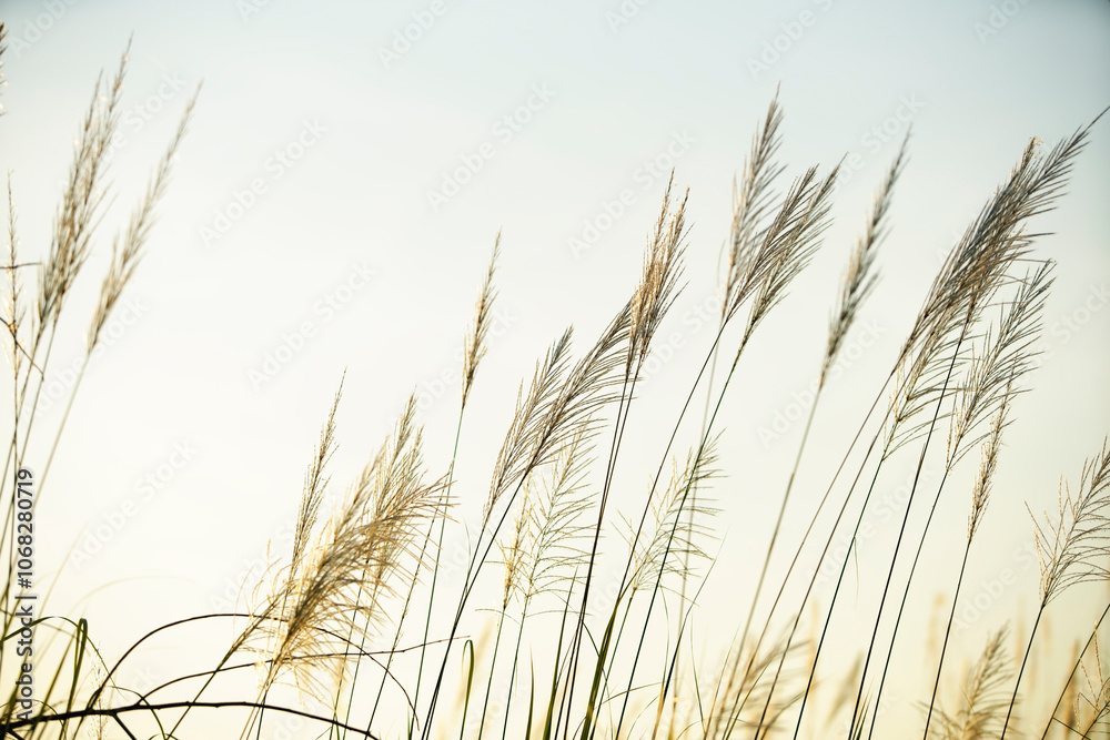 Soft Grass Blades Against a Gentle Sky Soft Grass Blades Against a Gentle Sky