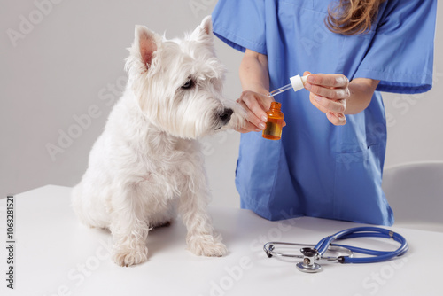 Photography veterinarian giving medicine with a pipette to a white dog close-up in a veterin