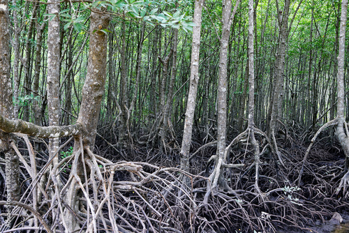 Lush Mangrove Forest with Intricate Root System