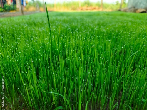 abstract background of green paddy field with 45 degrees angle view setup. stockfoto photo