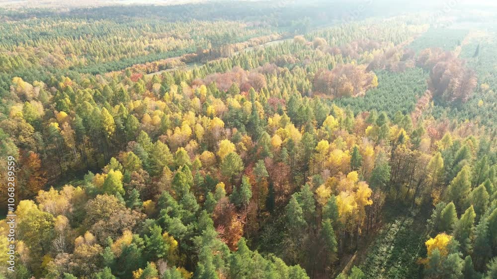 Flying high above a vast woodland area reveals a breathtaking tapestry of warm autumn colors, showcasing the vibrant beauty of nature's seasonal transformation Flying high above a vast woodland area reveals a breathtaking tapestry of warm autumn colors, showcasing the vibrant beauty of nature's seasonal transformation